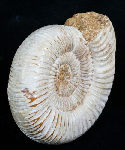 Perisphinctes Ammonite - Jurassic #5206